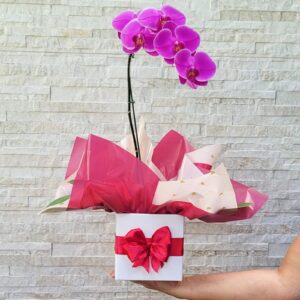 Orquídea Cascata