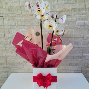 Orquídea branca e lilás